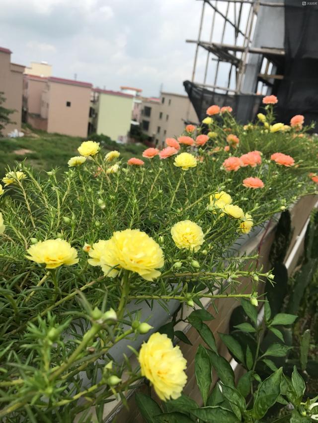 重瓣太阳花“香蕉黄”—花美若牡丹，花期超长，新手也能养5