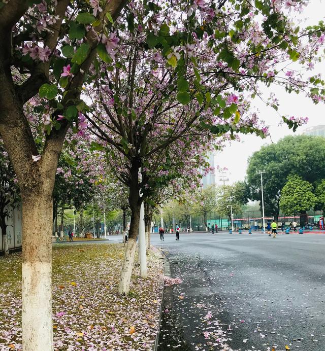 澳门的市花是什么