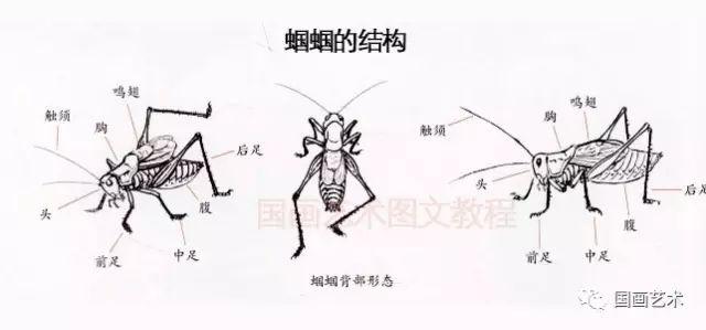 螳螂简笔画（昆虫记螳螂简笔画）