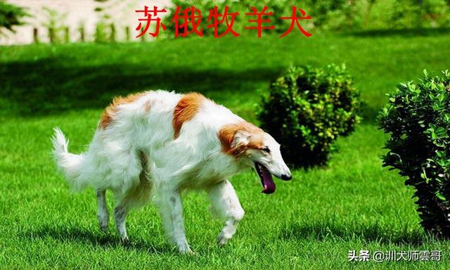 牧羊犬种类