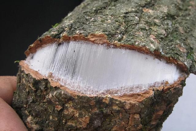 治腰痛，赶走风、寒、湿，这几味中药，为爸妈收藏