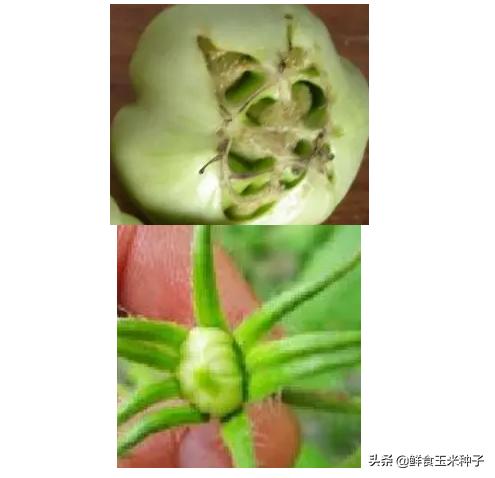 茄瓜果类蔬菜夏季高温期常见生理性障碍及防治措施15