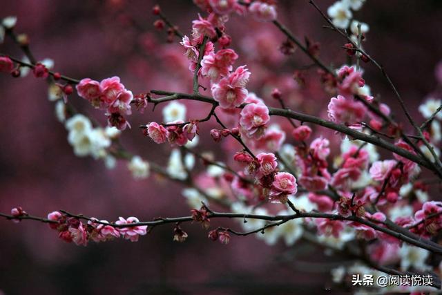 梅花的品质和精神