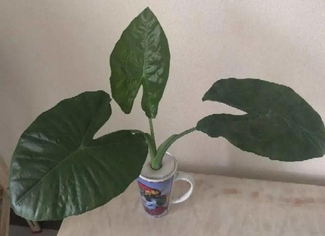 碰碰香有毒吗 碰碰香有毒吗（植物碰碰香有毒吗） 生活