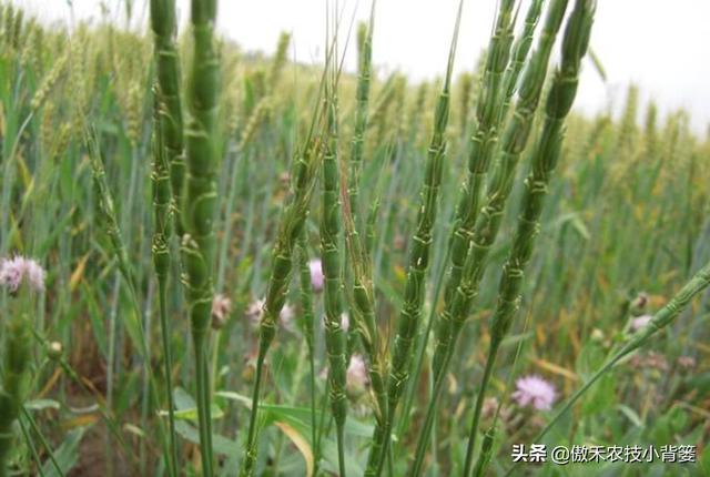 麦地里的节节麦杂草难防治？选对药物、找准时机、用对方法并不难7