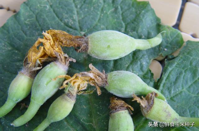 茄瓜果类蔬菜夏季高温期常见生理性障碍及防治措施24