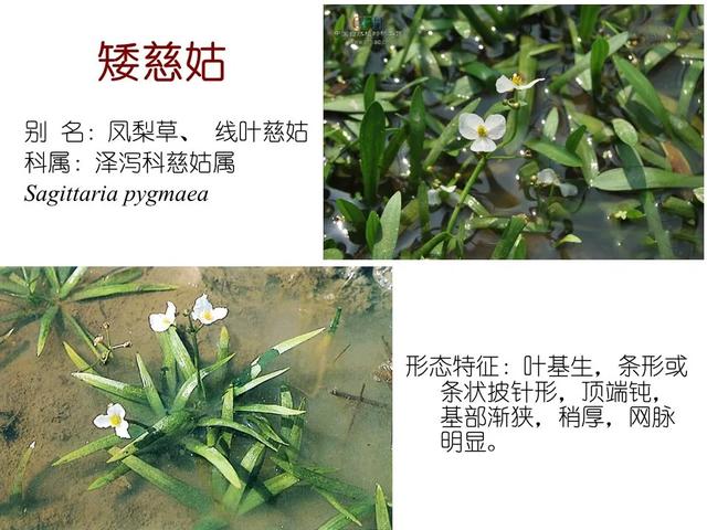 常见水生植物