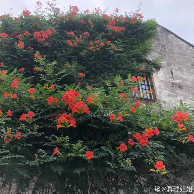 木香花为什么不能种