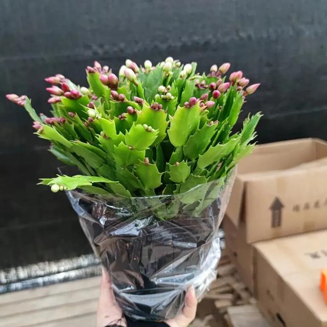 蟹爪兰的养殖方法和注意事项 蟹爪兰的养殖方法和注意事项（蟹爪兰的养殖方法和注意事项大全） 生活