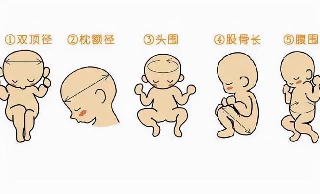 股骨短也不一定就是小个子