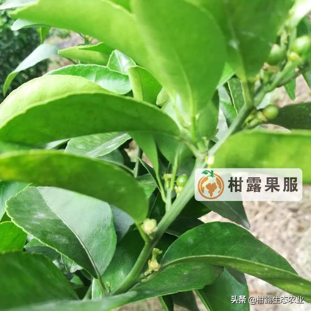 落果原因找不准，打药也是浪费药水1