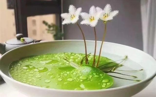 水养植物