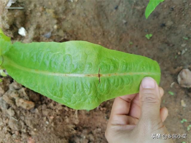 春季多雨，茂盛莴笋现低温高湿型病害？叶子异常斑点，早摘叶拔株4