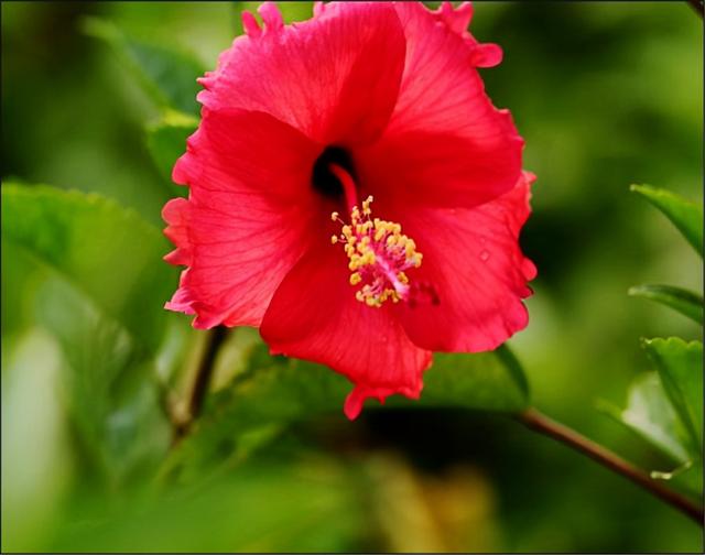 澳门市花