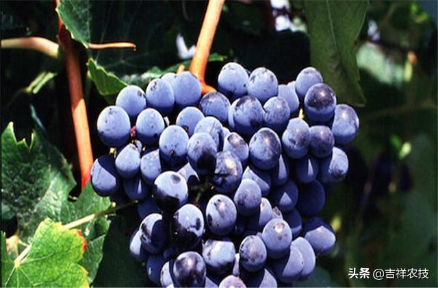 切拉子:红酒选酒，红葡萄品种的暖男王子-西拉？