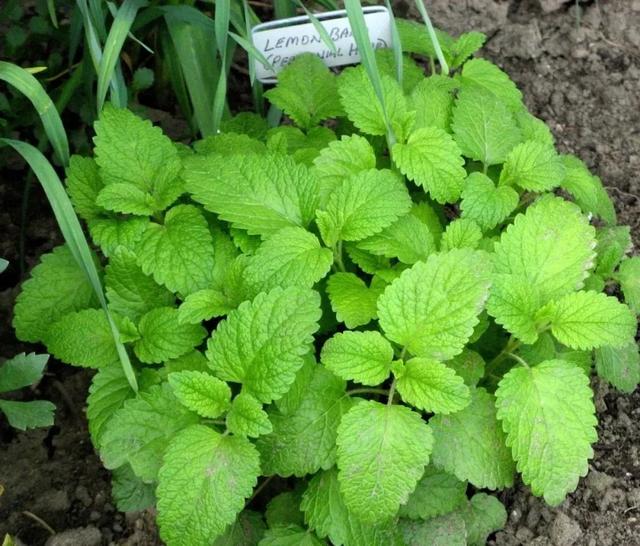 多年生草本植物