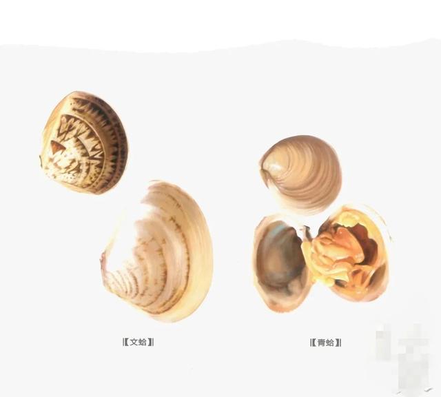 中药古今研究：蛤壳