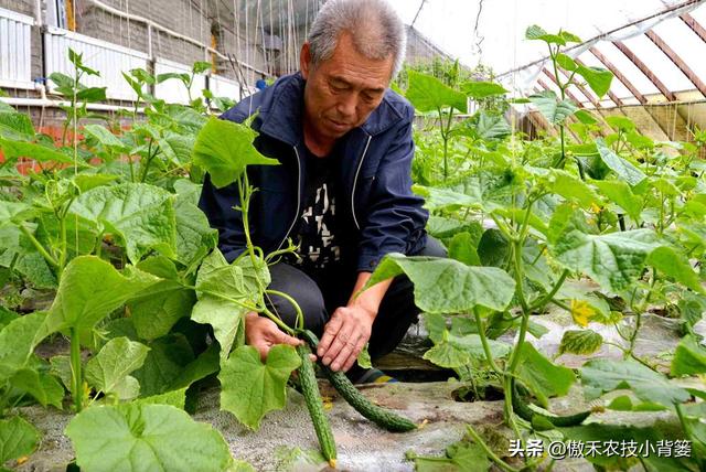 种植瓜果蔬菜，如何解决死苗死棵、烂根烂茎、萎枯猝倒的难题？18