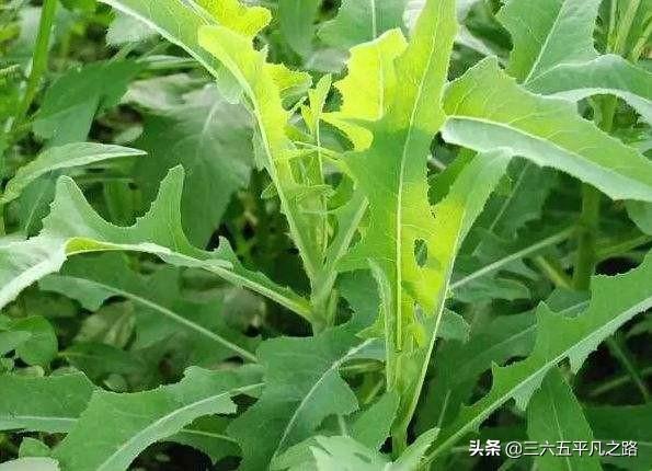 立秋之后，农村这几样野菜采收正当时，好吃又降暑，看完明白了3