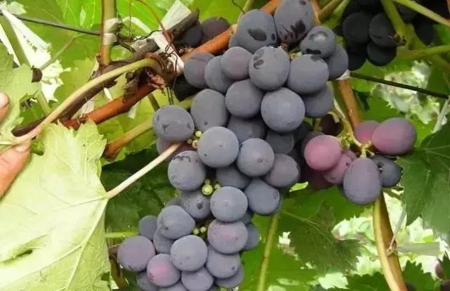 21种葡萄品种介绍，发展葡萄必不可少3