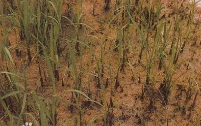 水稻真菌性病害的发生及杀菌剂应用进展4：水稻恶苗病