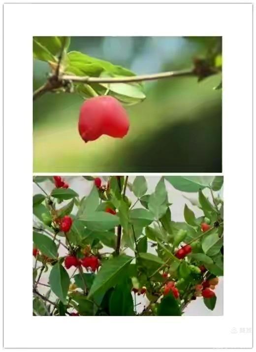 五味子的果实可以吃吗 五味子果能吃吗