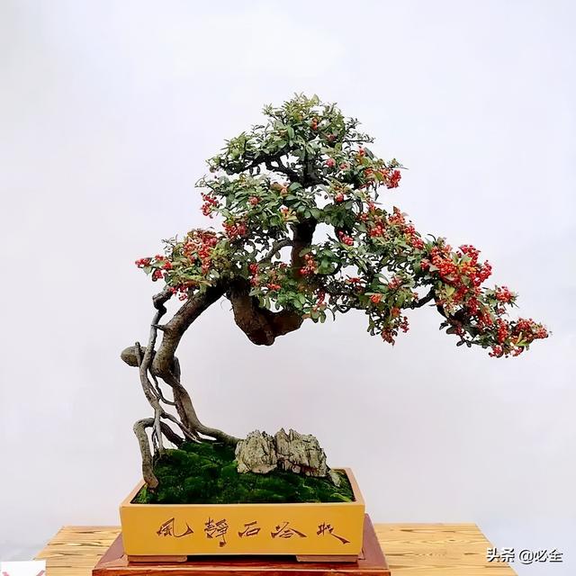 盆景制作