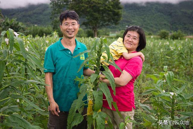 芝麻什么时候打顶好？掌握正确时期巧打顶，芝麻产量节节高2