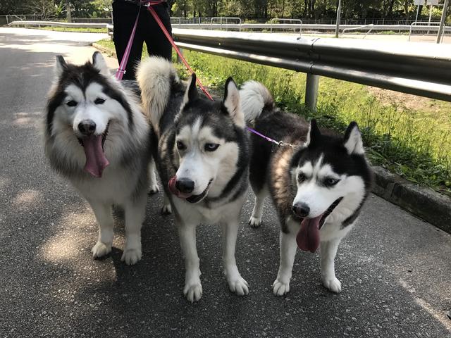 阿拉斯加犬跟哈士奇 阿拉斯加犬跟哈士奇（阿拉斯加犬跟哈士奇有什么关系） 动物