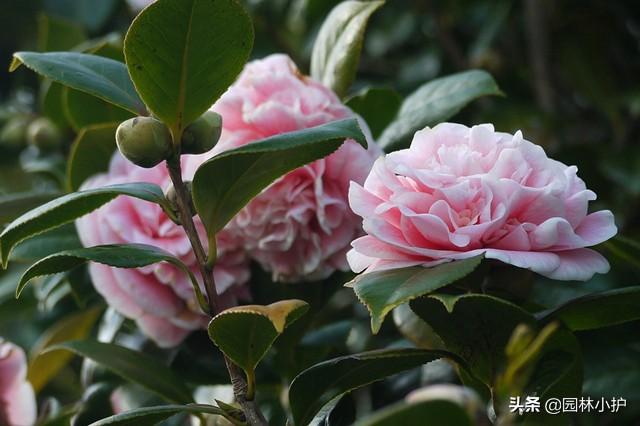 山茶花几月开