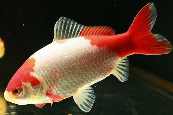 草金鱼 草金鱼（草金鱼下的卵后怎么看是受精卵） 动物