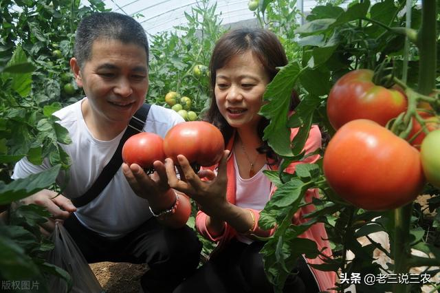 喷什么药不怕雨淋？南瓜、西红柿、黄瓜、茄子、西葫芦都适用