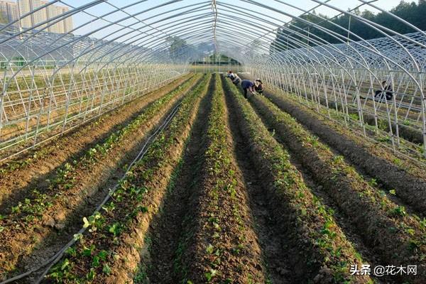 农科草莓种苗专业合作社 网红白草莓“桃熏”的种植技术，来看看这个品种亩产多少？