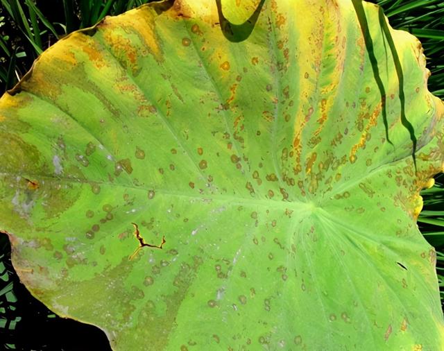 芋头种植技术，从选种到种植再到病虫害防治，这篇文章很全6