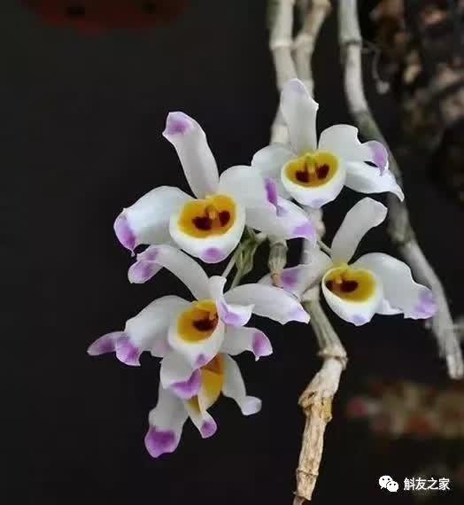 石斛种类 石斛种类（石斛种类有哪些） 生活