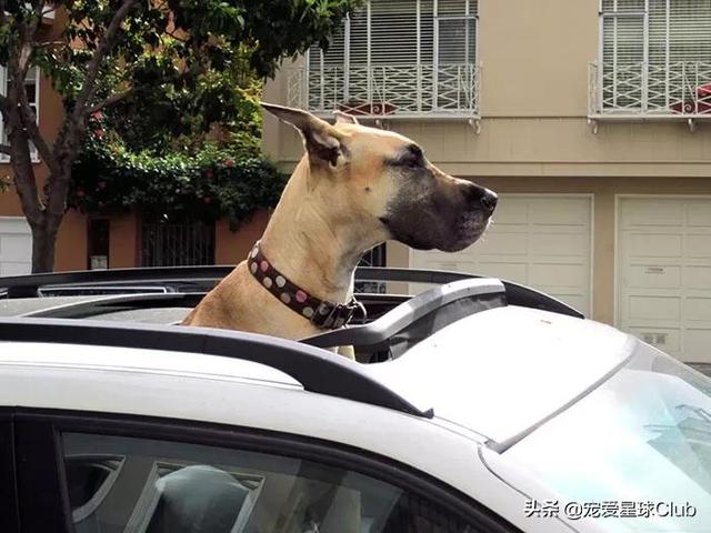 大丹麦犬