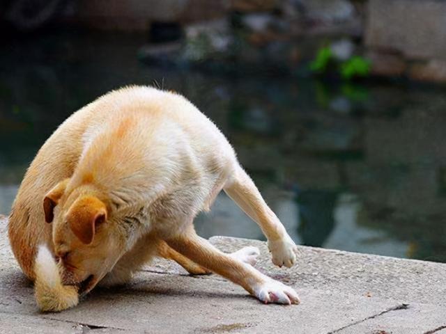 狗舔尾巴周圍怎麼辦(金毛為什麼總舔自己的尾巴)-艾拉養犬