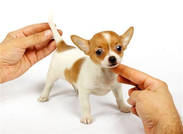 迷你博美犬(迷你博美犬能活多久) 资讯 第4张