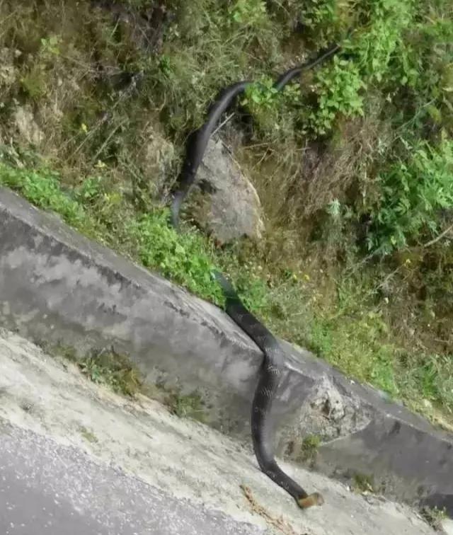 海南过山峰蛇图片