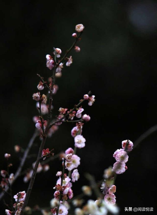 梅花的精神