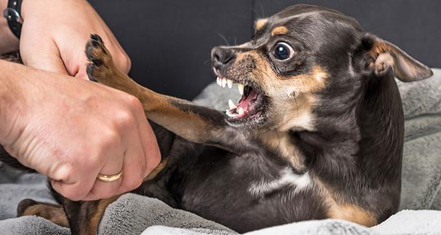 狗狗见到主人兴奋又扑又咬(狗狗见到主人很兴奋又扑又咬裤脚)-艾拉养