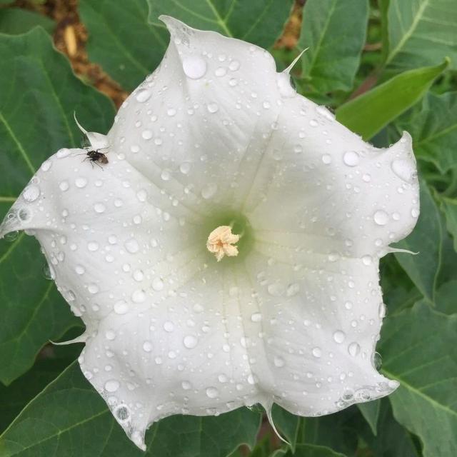 曼陀罗花图片