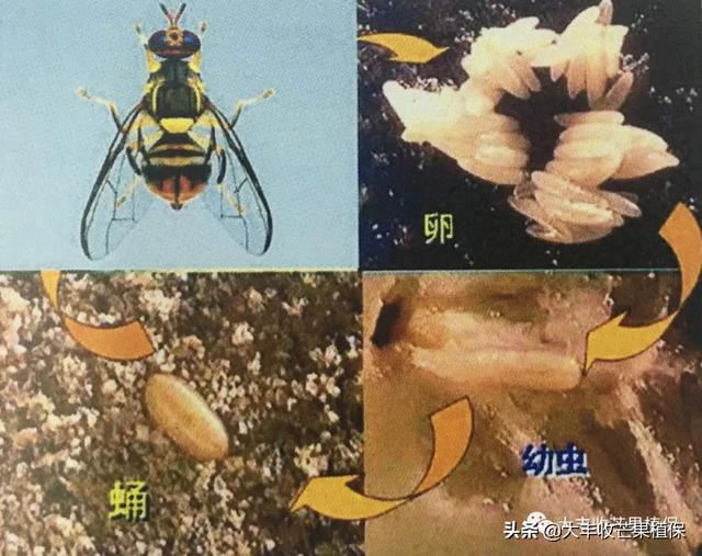 芒果果实蝇难对付？迷饵果实蝇饵剂一步到位2