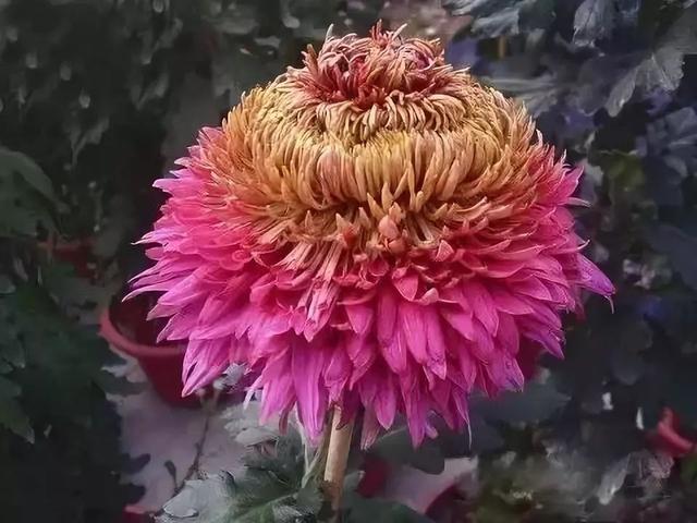 菊花的颜色