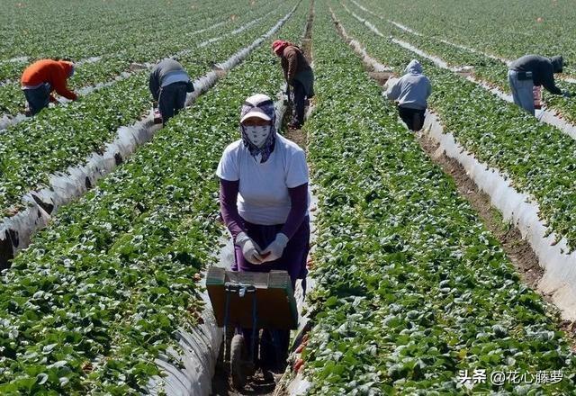 美国的农场可以移民吗到美国当农民吧被重视赚钱多入籍中国三个条件