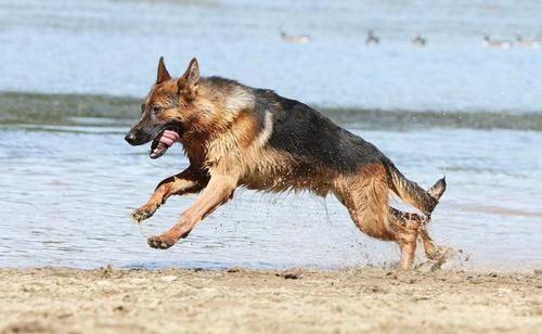 中国十大禁犬