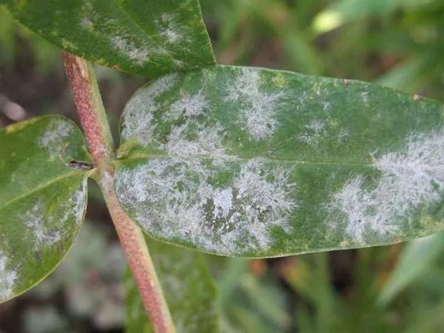 家里养的植物容易感染白粉病，做好这几点能预防，治疗也有好方法3