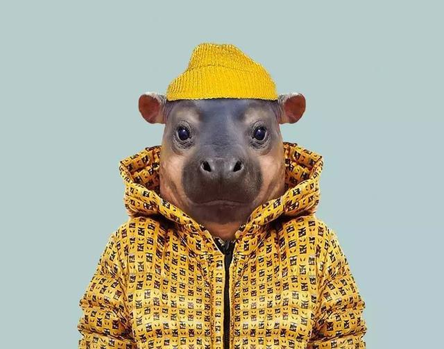 大熊猫拍证件照动物的证件照看了好想笑