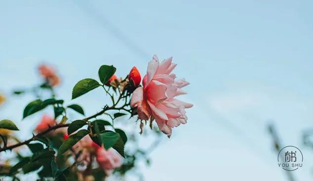 不要过打折的生活