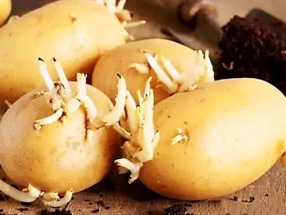 为什么发芽的土豆不能吃？
